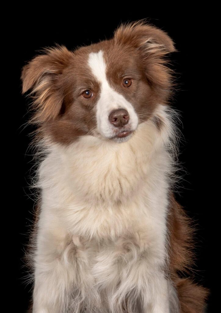 Bruine Border Collie