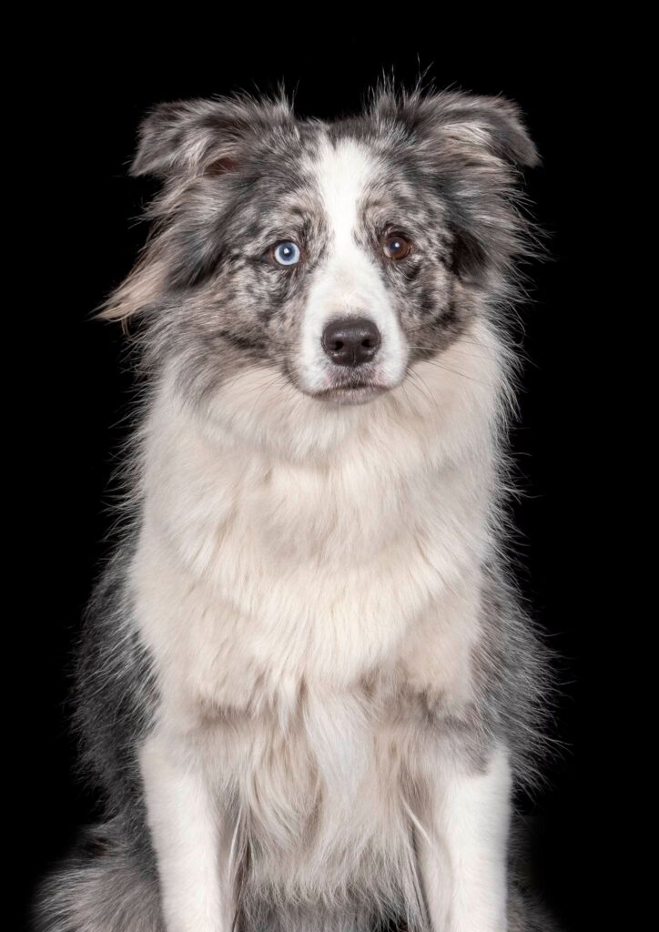 Border Collie met blauwe ogen