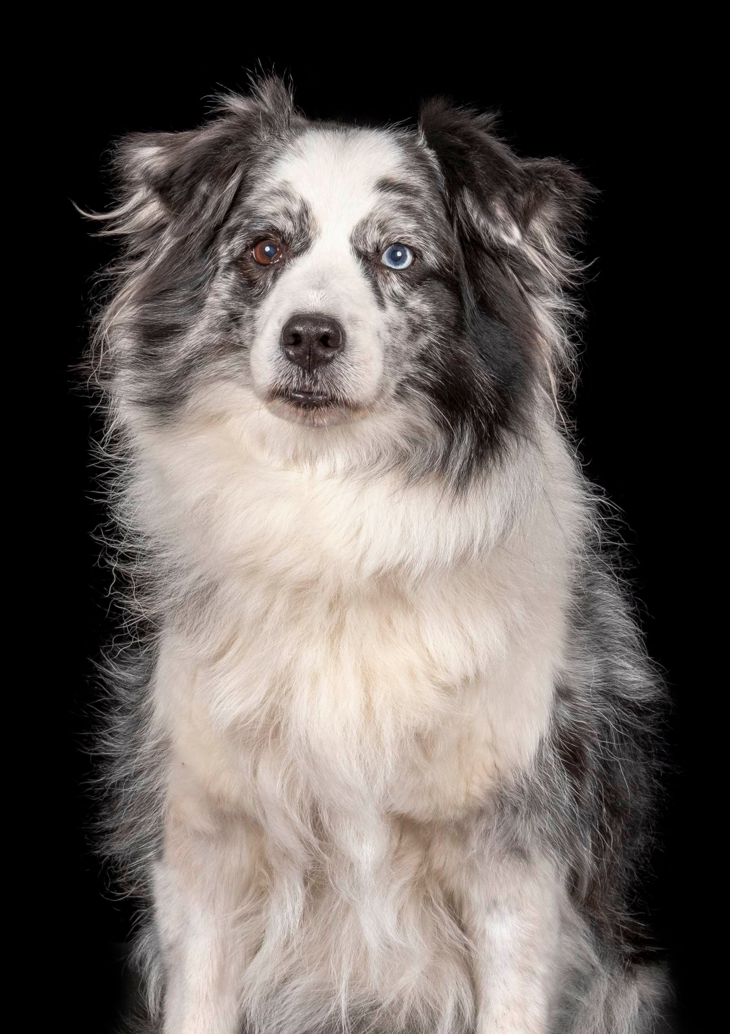 Border Collie met Blauwe ogen.