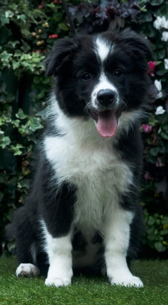 zwart witte Border Collie